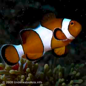Damselfish